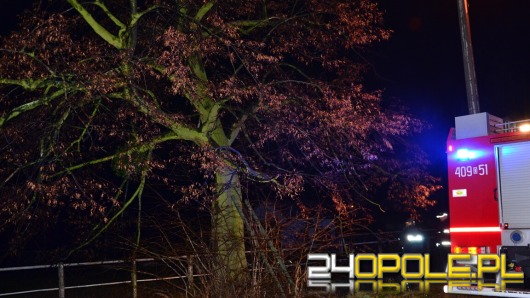 Chciał zerwać jemiołę, skończyło się tragedią