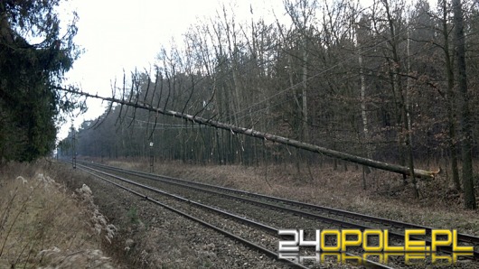 Powalone drzewo zablokowało szlak kolejowy
