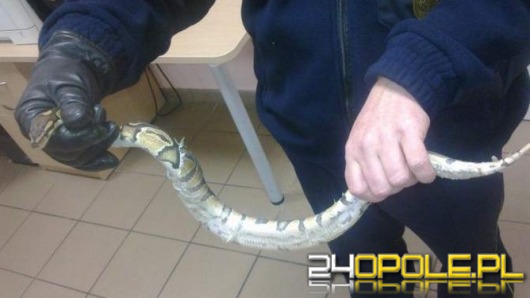 Opolanin znalazł w łazience... pytona