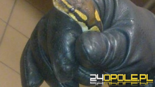  Znaleziony wąż to najprawdopodobniej pyton królewski. 