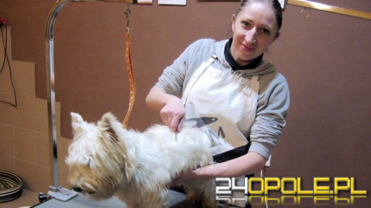 Do Opola zawitała moda na psiego fryzjera