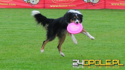 Zawody frisbee: psy mają zabawę, a zawodnicy biją rekordy