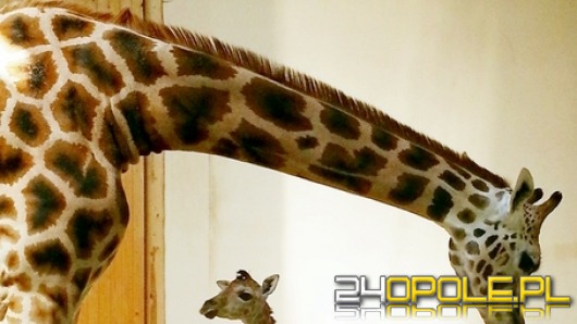 W opolskim zoo urodziła się żyrafa