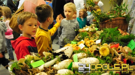 Opolski sanepid uczy, jak rozpoznawać trujące grzyby