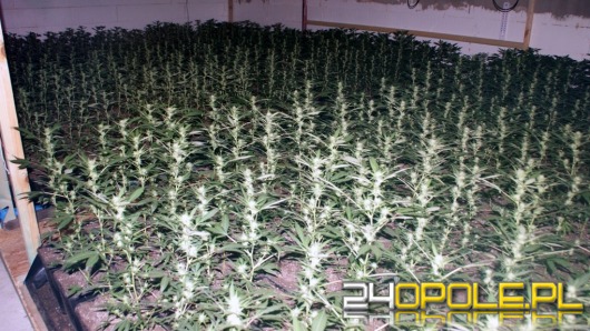 Prawie 2 tysiące krzaków konopi rosło na plantacji pod Grodkowem