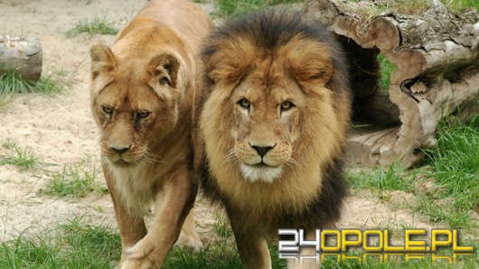 Lwy i tygrysy do ZOO w Opolu zawitają nieprędko