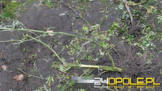 Mieszkańcy Namysłowa założyli w lesie plantację konopi