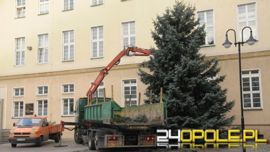 Choinka stanęła na opolskim rynku