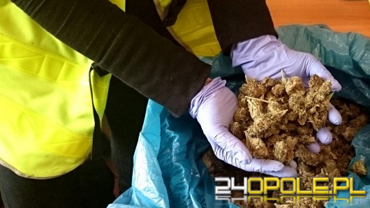 Mieszkaniec Nysy trzymał w kuchni 750 gramów marihuany