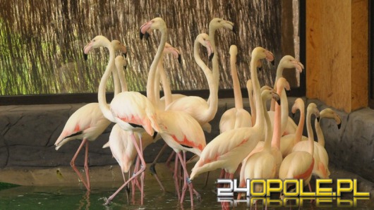 Flamingi po 30 latach wróciły do opolskiego ZOO 
