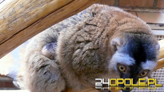W opolskim zoo urodził się lemur