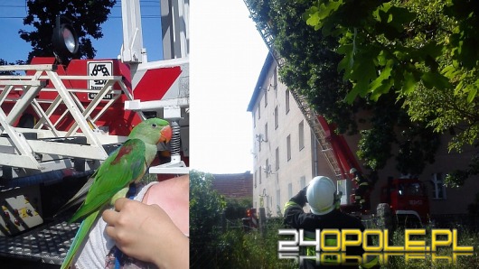 Strażacy zdjęli z drzewa papugę