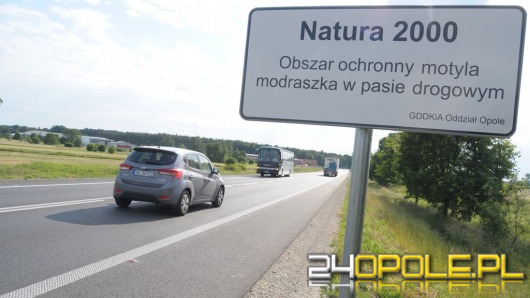 Natura 2000 na Opolszczyźnie. Motyl pod specjalną ochroną.