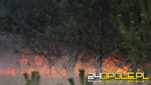 Płoną lasy w gminie Ozimek. Policja szuka podpalacza.