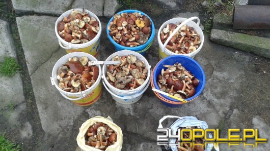 Grzybów w lasach nie brakuje. Zobacz kolejne zdjęcia czytelników.