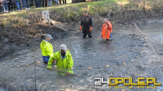 W Krogulnej trwa 4. Święto Karpia Opolskiego