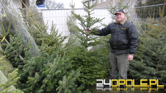 Żywa choinka wciąż w cenie. Gdzie ją kupić?