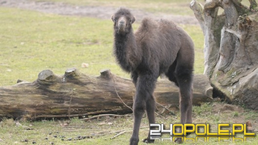 Wielbłąd przyszedł na świat w opolskim zoo