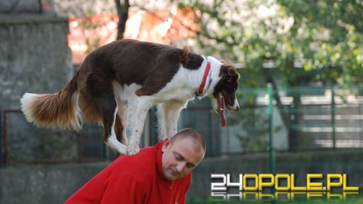 Powstaną trzy parki dla psów w Opolu?