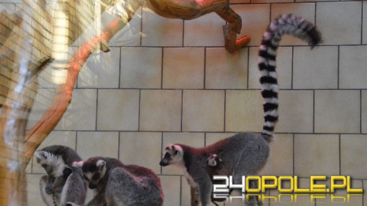 Kolejny malutki lemur w opolskim zoo