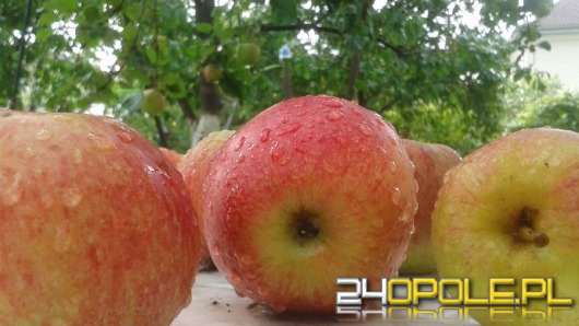 W Opolu powstaje Grupa Rolnictwa Wspieranego przez Społeczność