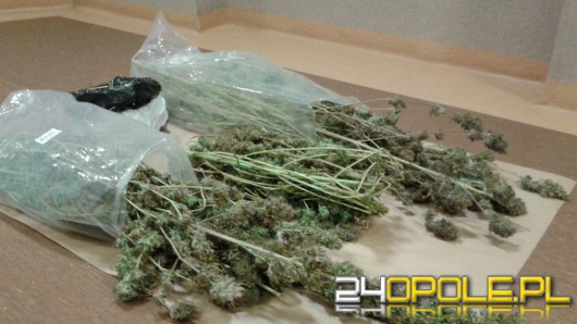 Ponad 8 kg marihuany w mieszkaniu Opolanina