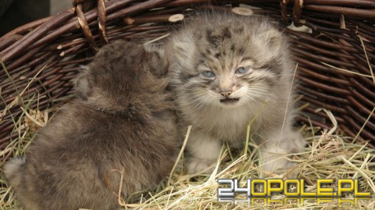 Koty manule i lemur urodziły się w opolskim zoo