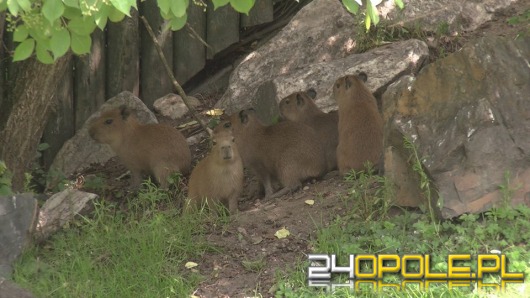 5 małych kapibarek urodziło się w opolskim zoo