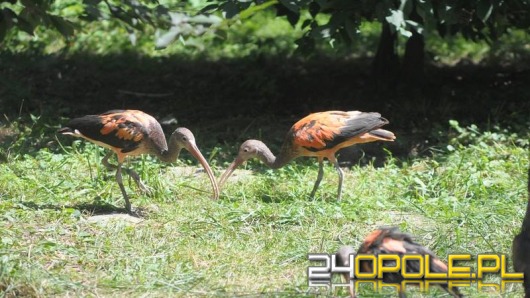 Ptaki z Ameryki Południowej kolejną atrakcją zoo