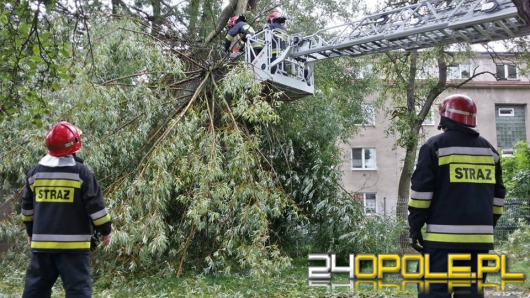 Wichura uszkodziła dziesiątki drzew w regionie