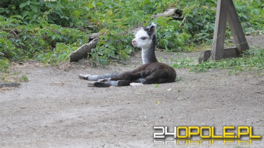 W opolskim zoo przyszła na świat alpaka