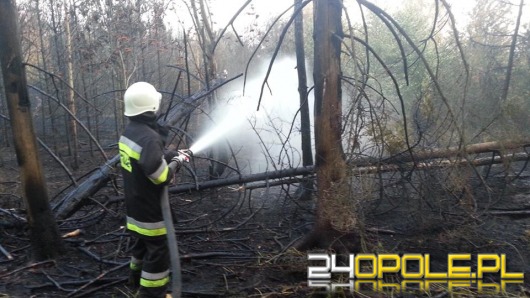 Spłonęło 5 hektarów lasu pod Głubczycami. To było podpalenie.