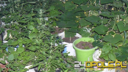 Uprawiał krzaki konopi w szklarni między ogórkami