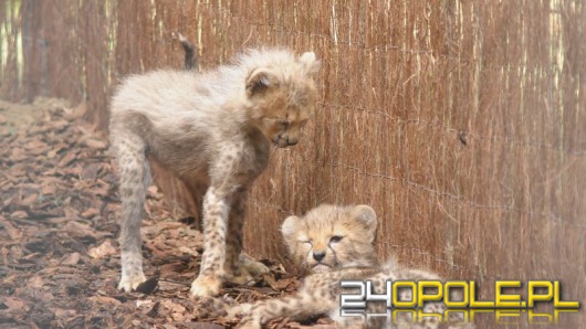 W opolskim zoo urodziło się aż 8 gepardów
