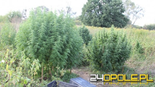 Plantacja konopi pod Brzegiem zlikwidowana