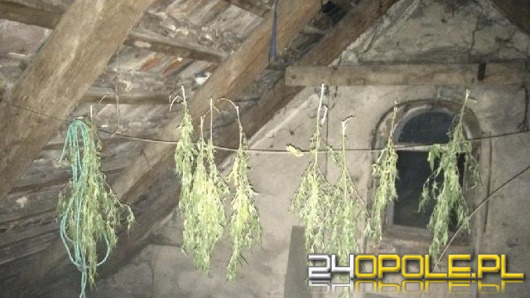 22-latek suszył konopie indyjskie na strychu
