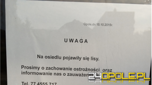 Spółdzielnia ostrzega przed lisami na osiedlu AK