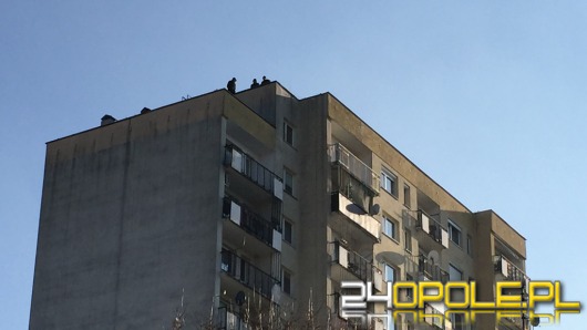 19-latek skoczył z dachu wieżowca na osiedlu Armii Krajowej