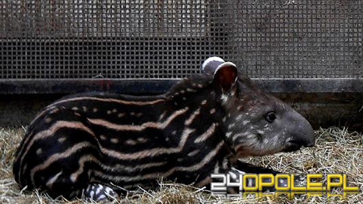 Tapir przyszedł na świat w opolskim zoo