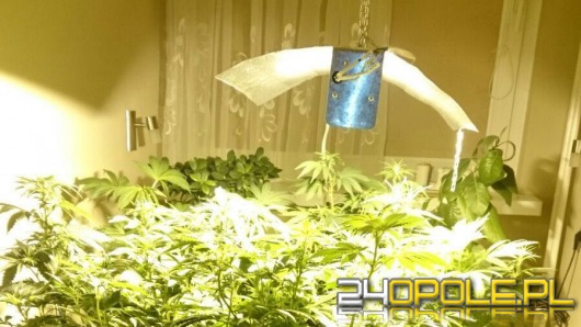 28-letni Opolanin uprawiał w mieszkaniu krzewy konopi indyjskich