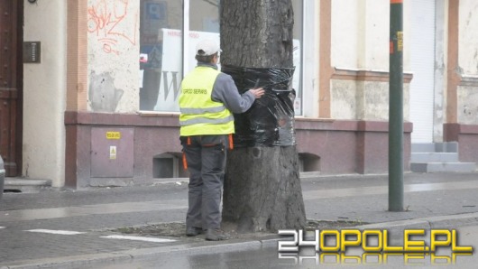 Miasto znów chroni kasztanowce przed szkodnikami