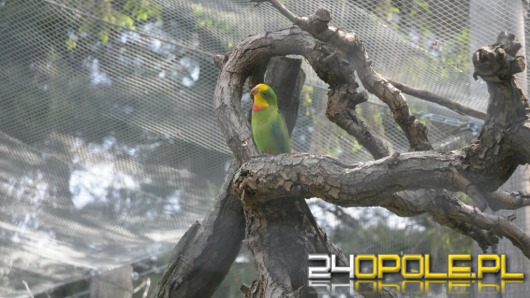 Papugi w opolskim zoo mają większą wolierę