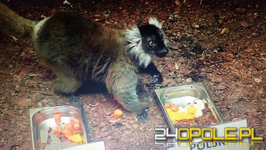 Lemur z zoo w Opolu wytypował wynik meczu Polska-Ukraina