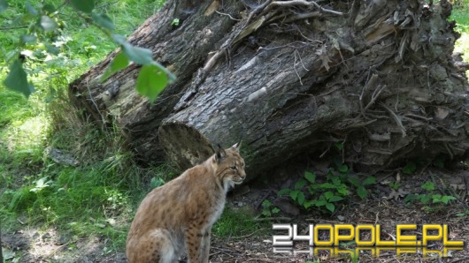 Koty z opolskiego zoo mają nowy wybieg