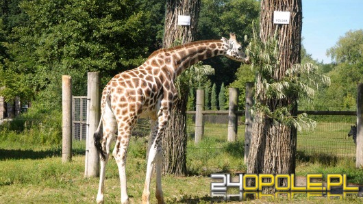 Żyrafa z opolskiego zoo już wie - dziś wygra Polska!