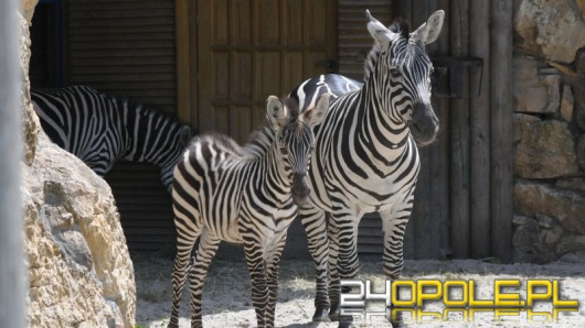 W opolskim zoo urodziła się zebra równikowa. Będą kolejne.