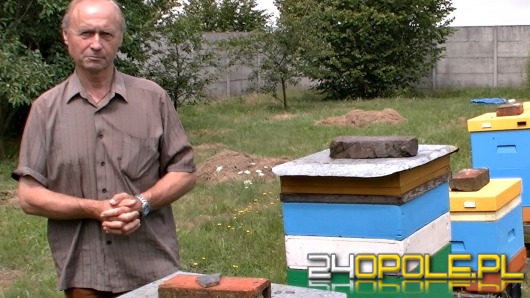 Ktoś wytruł blisko 3 miliony pszczół. Wcześniej pszczelarze dostawali groźby.