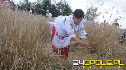 Dziewięć drużyn walczyło w zawodach w żniwowaniu metodami tradycyjnymi