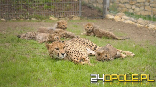Kolejne gepardy urodziły się w opolskim zoo. Stanowią 2% światowej populacji.