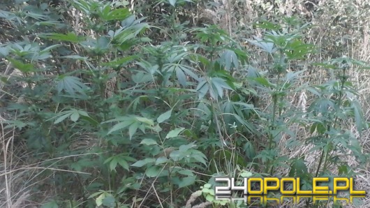 Plantacja konopi indyjskich na nieużytkach. 38-latek z zarzutami.